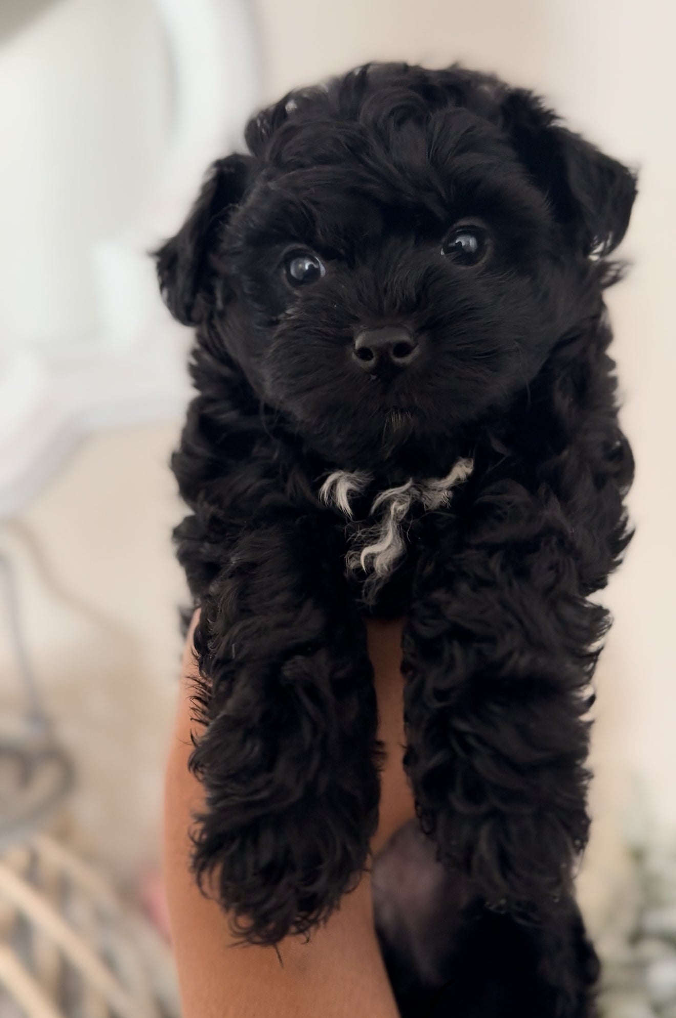 Sarge (Yorkie Poo)