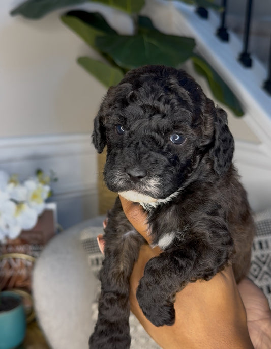Quinn(Cockapoo)