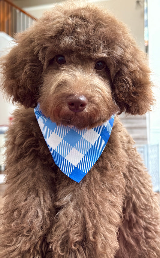 Choco (Mini Poodle)