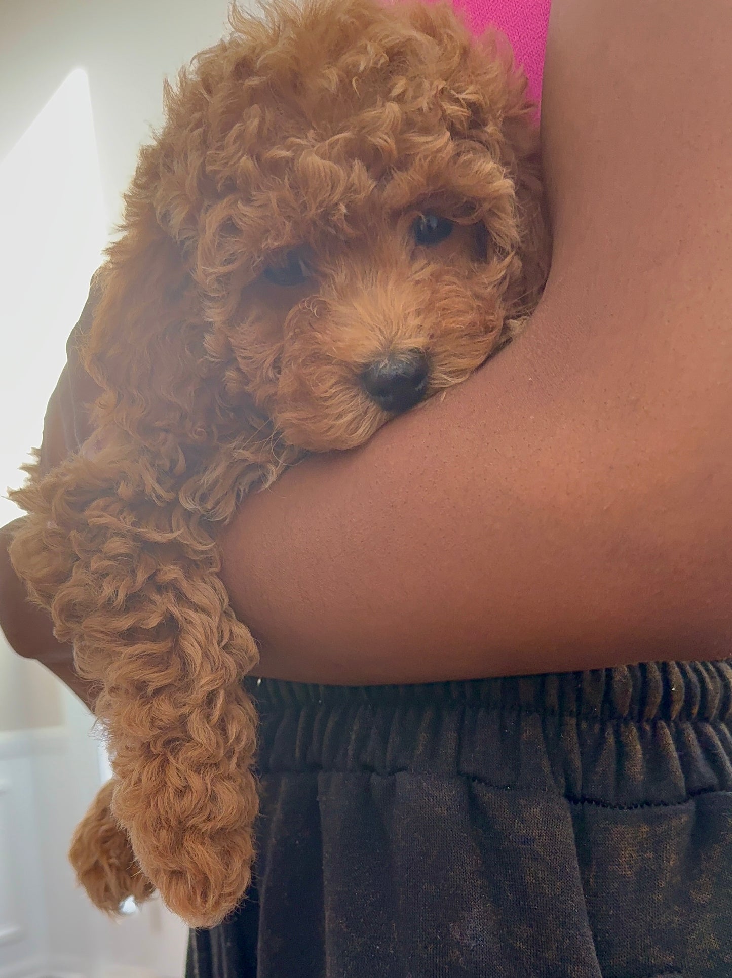 Lyric(Cavapoo)