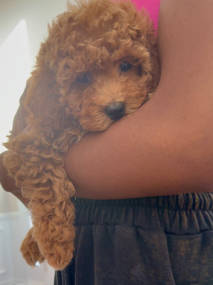 Lyric(Cavapoo)