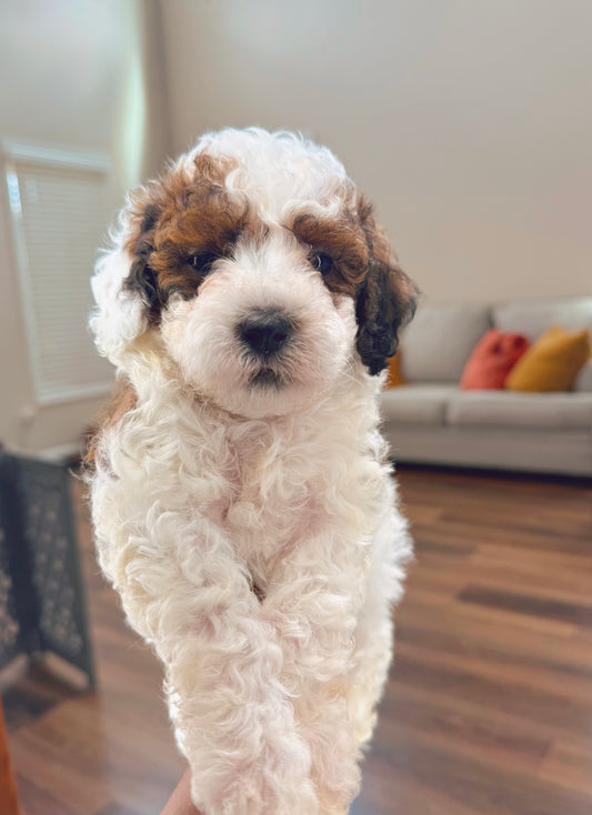 Nona (Cockapoo)