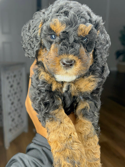 Jacq (Cockapoo)