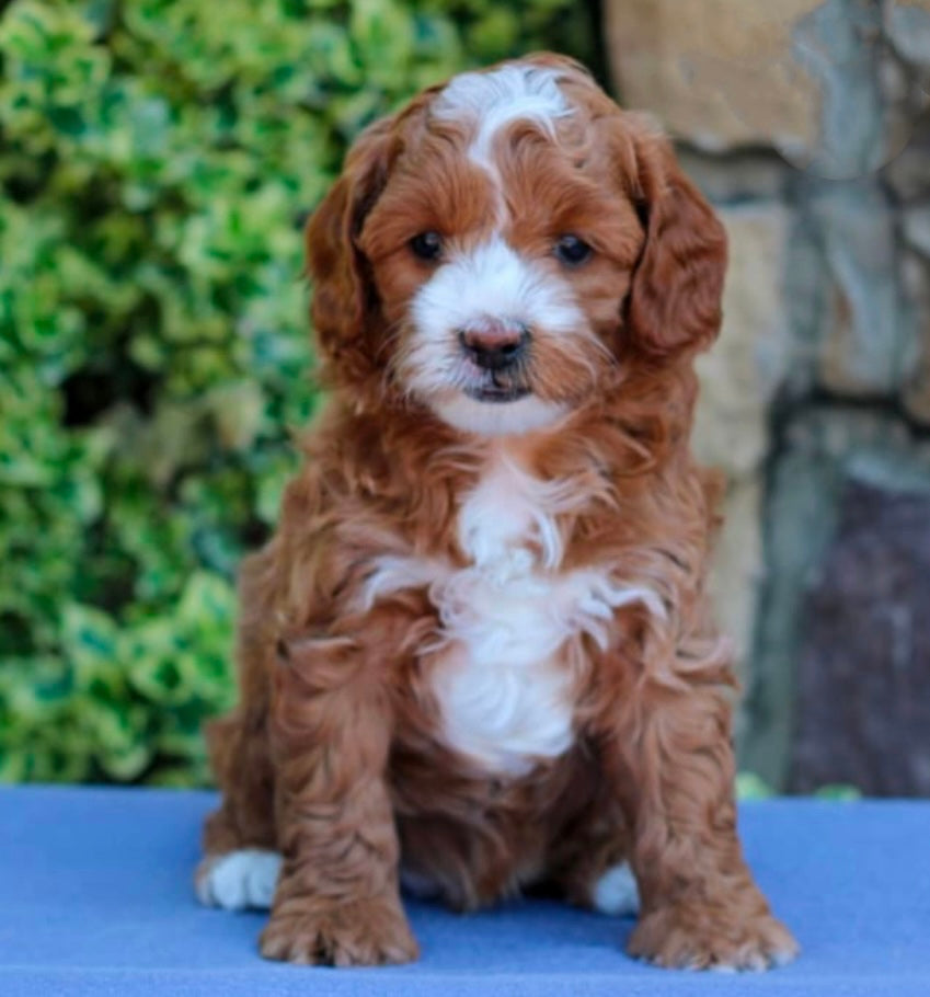 Psalm (Cavapoo)