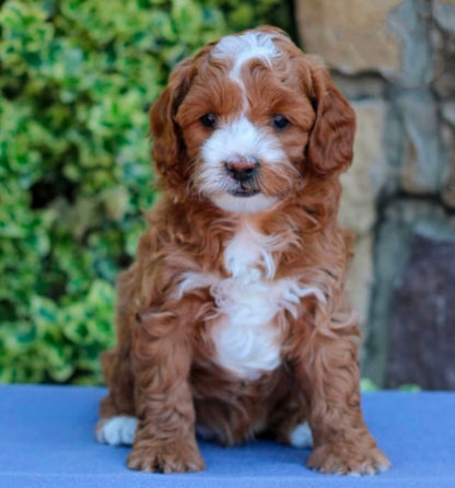 Psalm (Cavapoo)