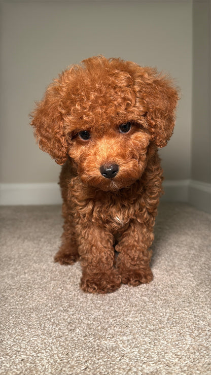 Polo (Toy Poodle)
