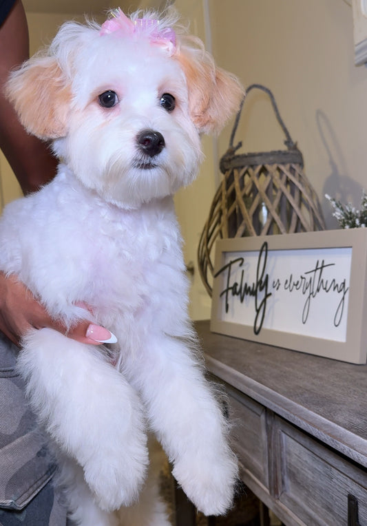 Snoh (Toy Shihpoo)