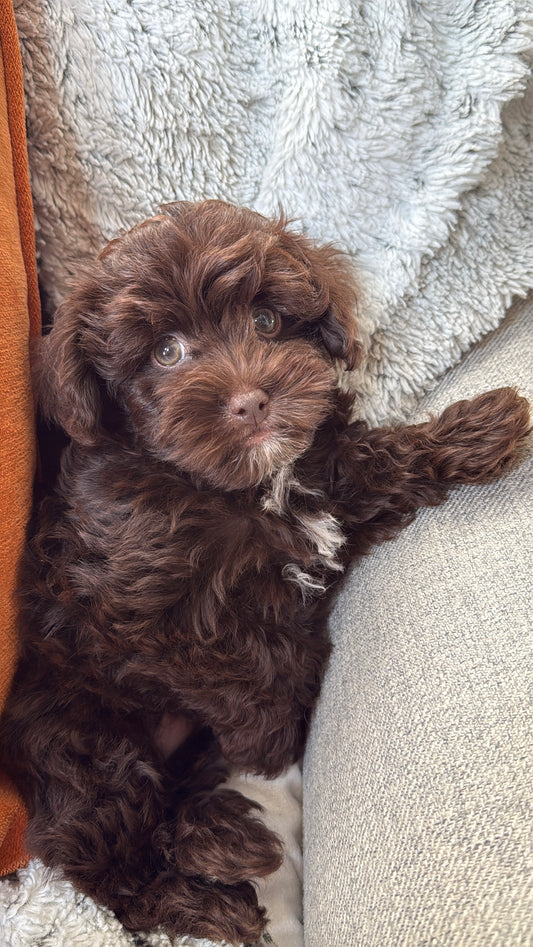 Willie(Yorkie-Poo)