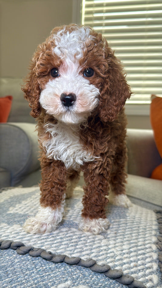 Casey (AKC Reg. Mini Poodle)