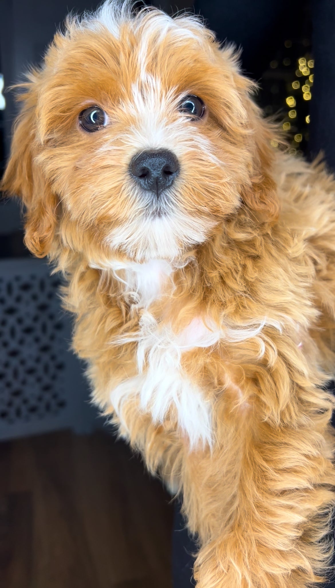 Cru (Maltipoo)