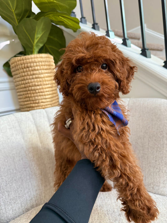Max(Mini Poodle AKC REG)