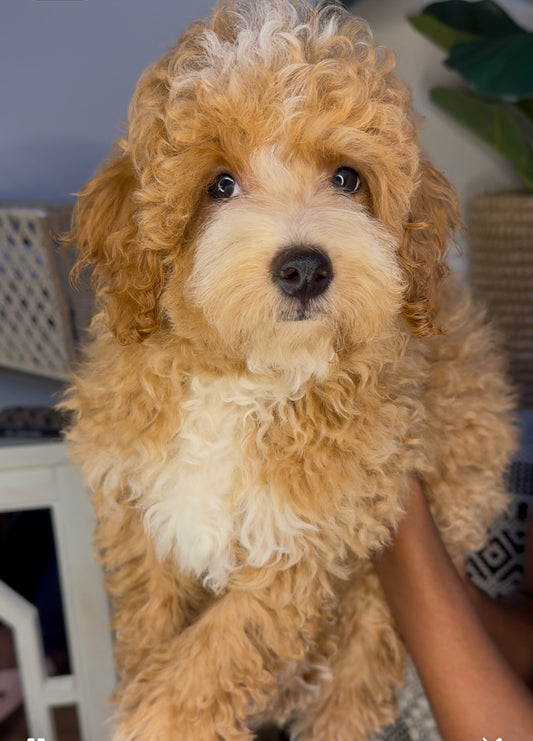 Zach(Poochon)