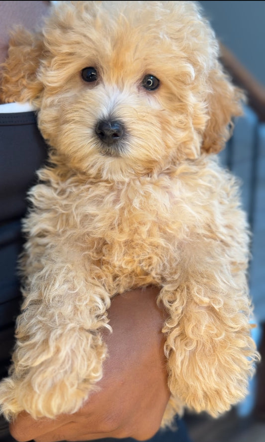 Cheddar (Maltipoo)