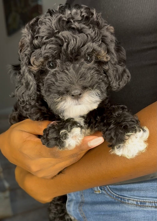 Eden (Cavapoo)