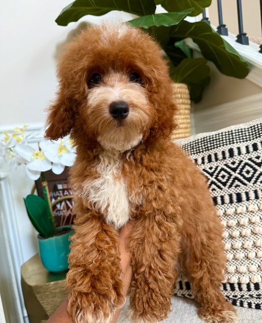 Kenan (Mini Poodle)