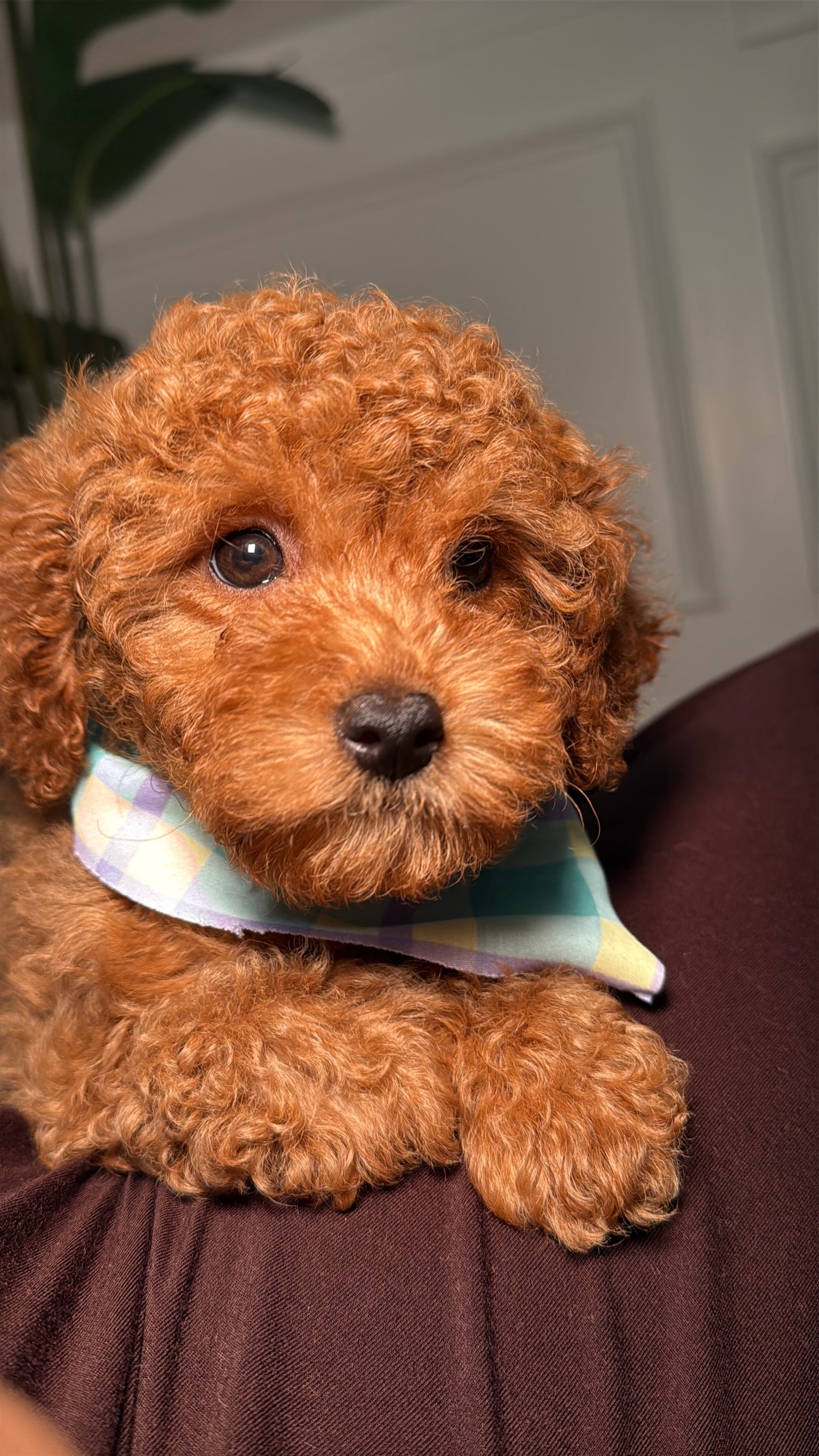 Megan (Female Mini Poodle)