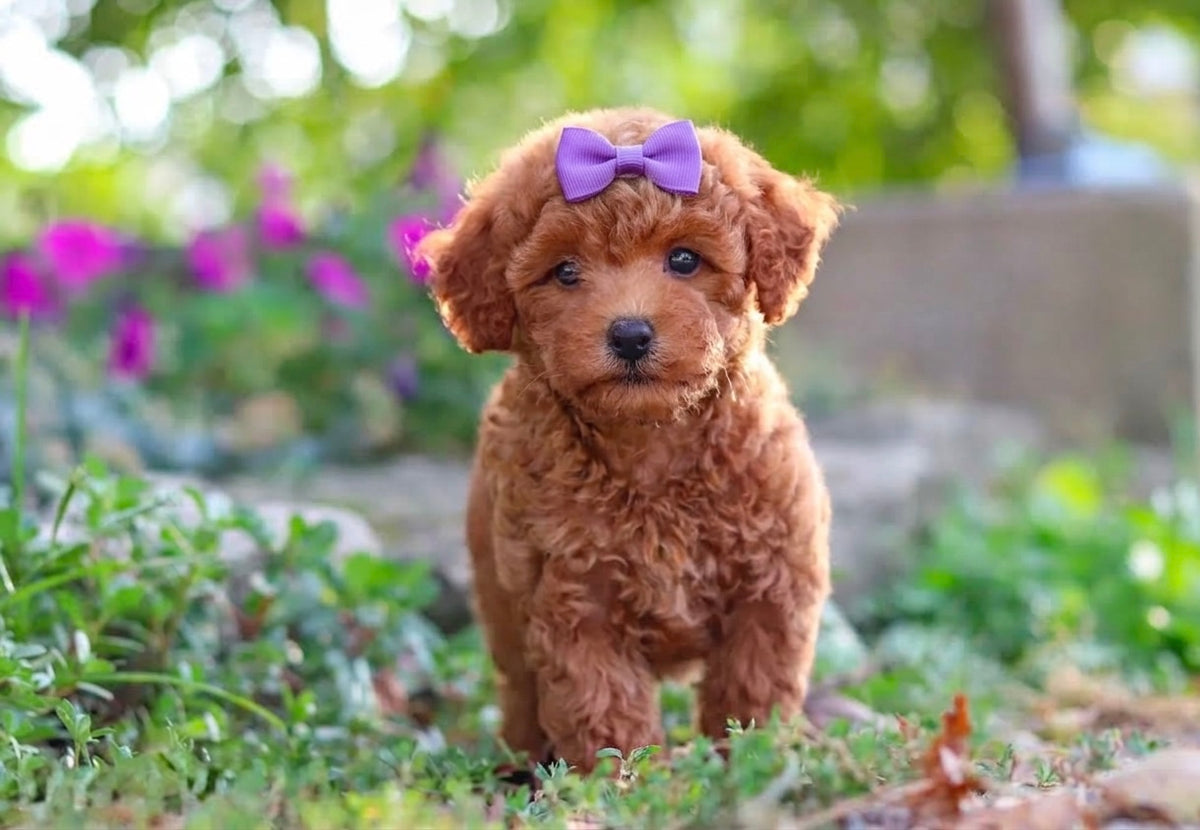 Ivy (Toy Poodle)