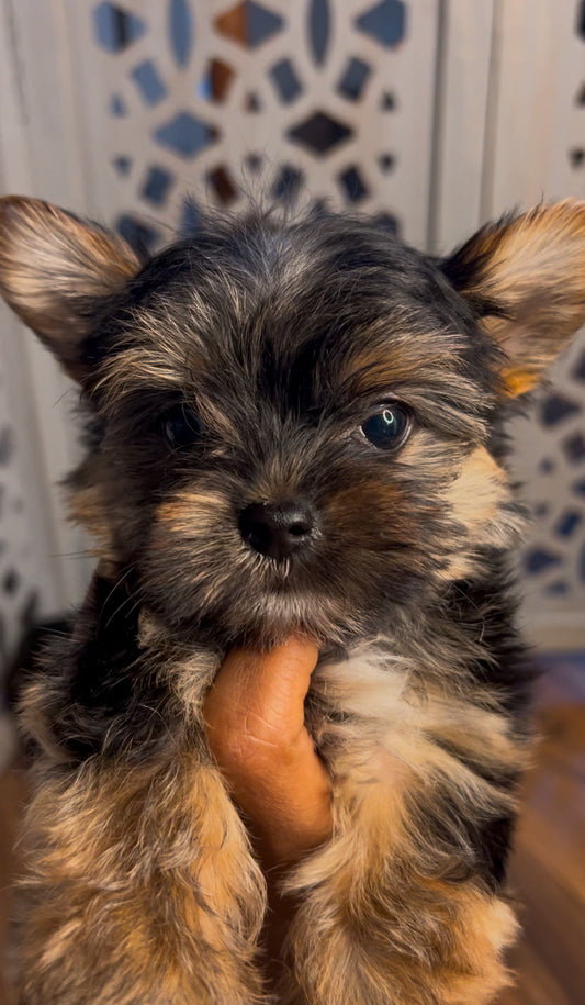 Ali (Yorkshire Terrier)