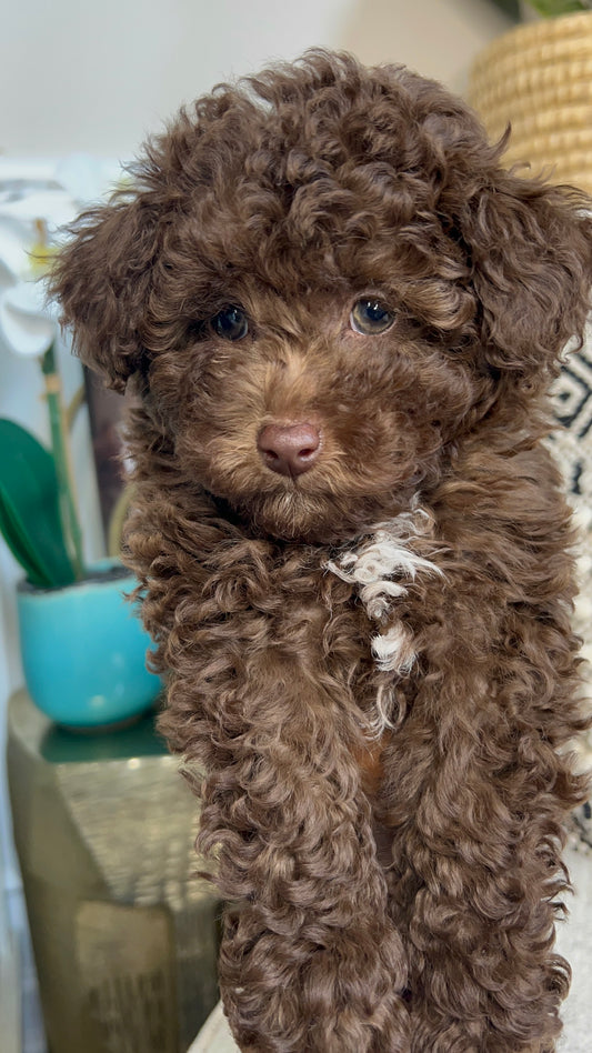 Bobby (Mini Poodle)