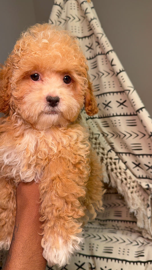Buttercup(Toy Shihpoo)