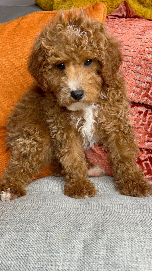 Louis (Mini Poodle)