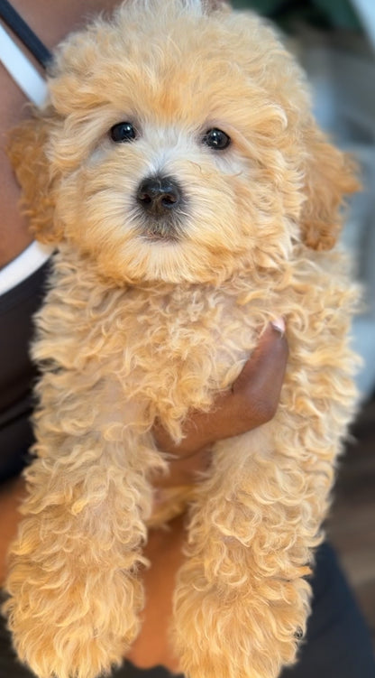 Cheddar (Maltipoo)