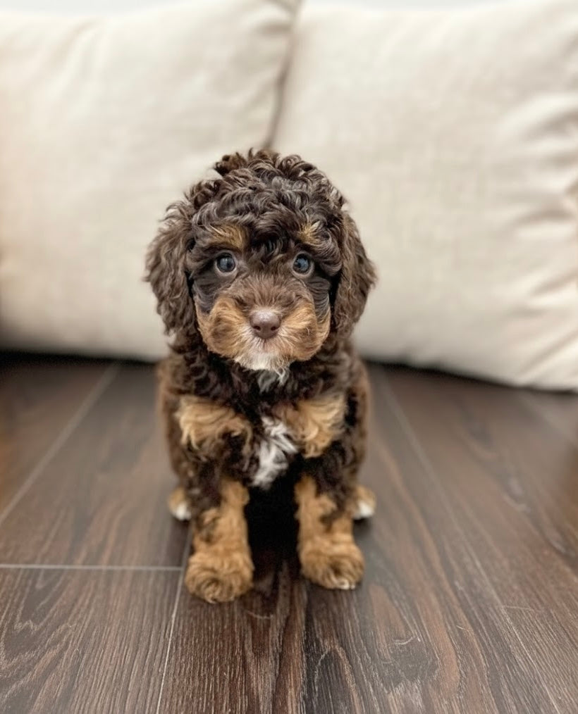 Brooklyn(ACA Reg. Mini Poodle)