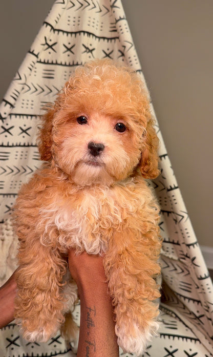 Buttercup(Toy Shihpoo)
