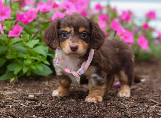 Pixel (ACA Reg. Mini Dachshund)