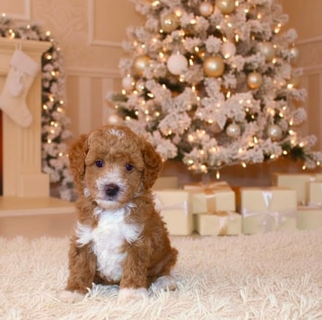 Lenny (Mini Poodle AKC REG)