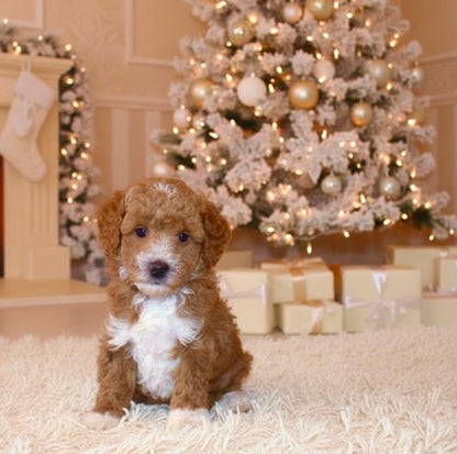 Lenny (Mini Poodle AKC REG)