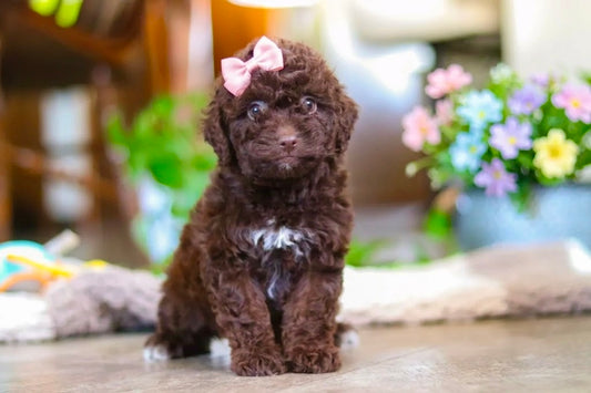 Koko (Female Mini Poodle)