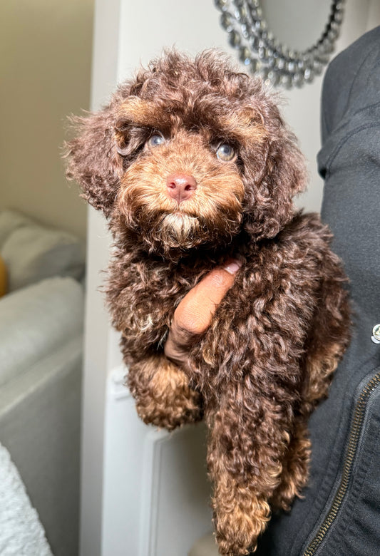 Chauncey (Toy Shihpoo)