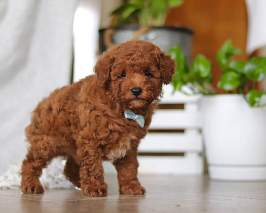 Houston (AKC Reg. Mini Poodle)