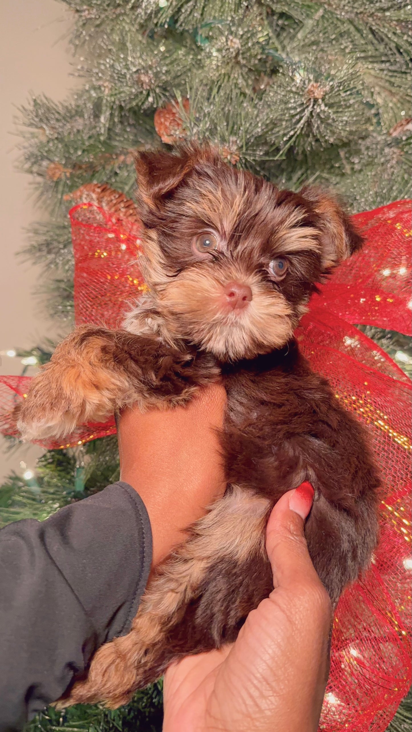 Koa(Yorkshire Terrier)