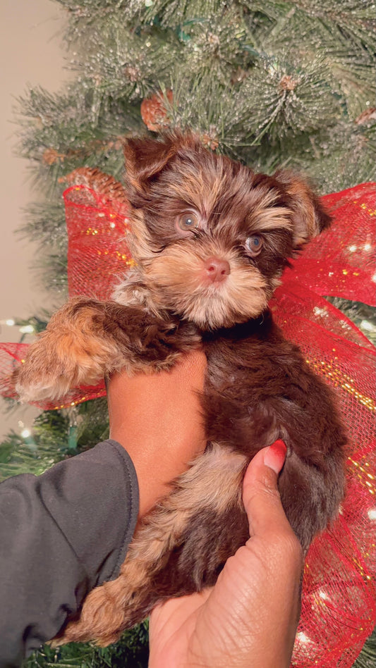 Koa(Yorkshire Terrier)