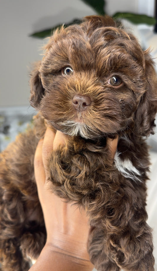 O’hana(Shihpoo)