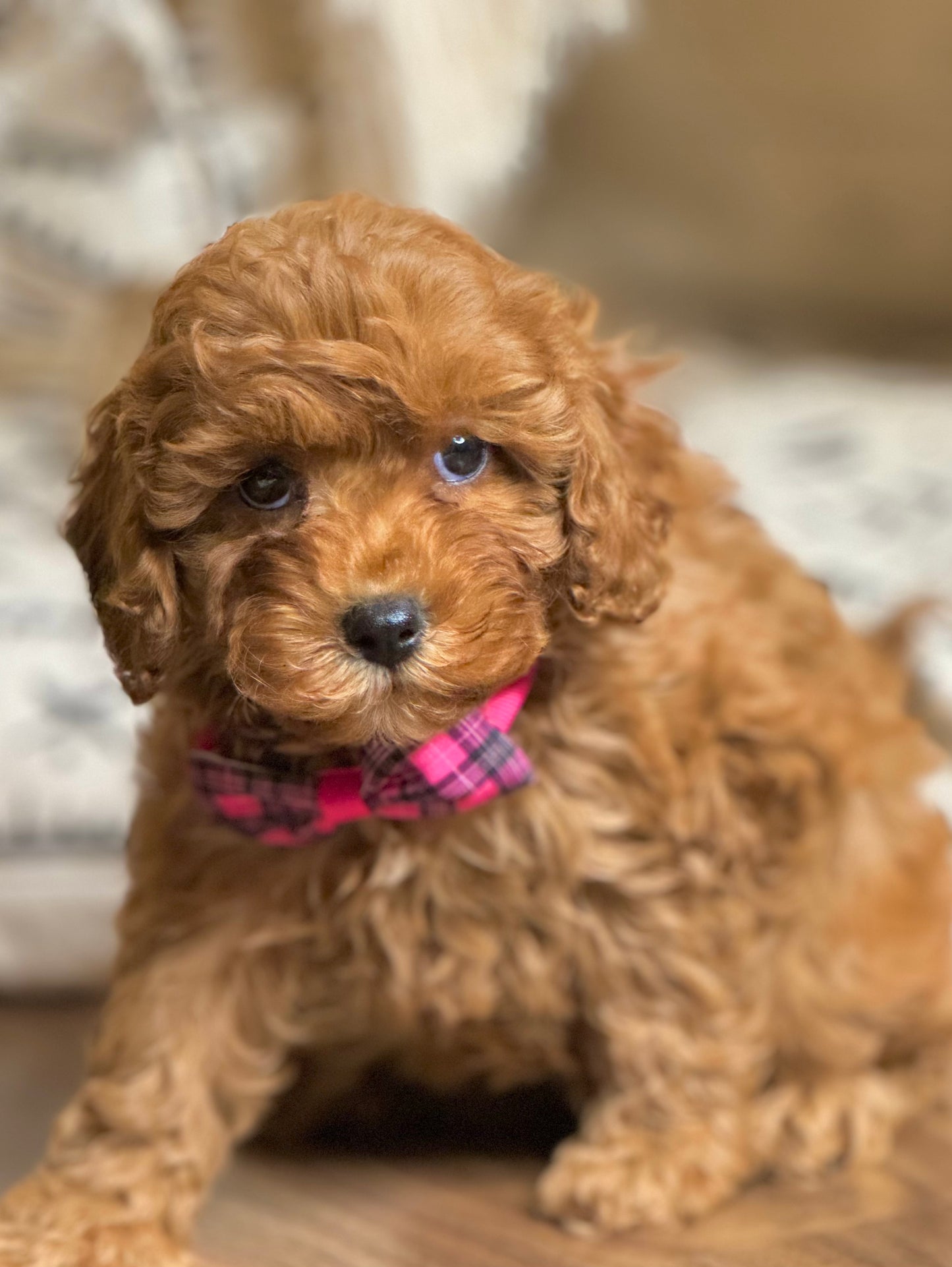 Cleah(Cavapoo)