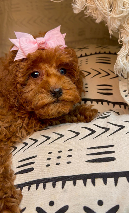 Piper(ACA Reg. Toy Poodle)