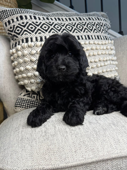 Lark (Cavapoo)