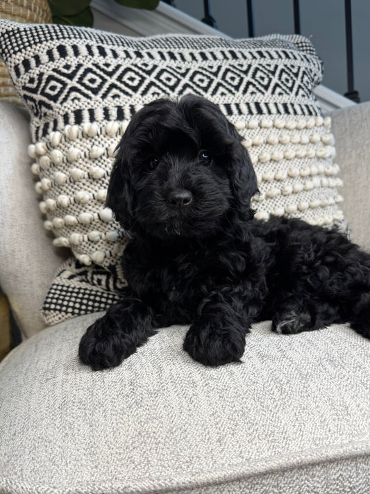 Lark (Cavapoo)