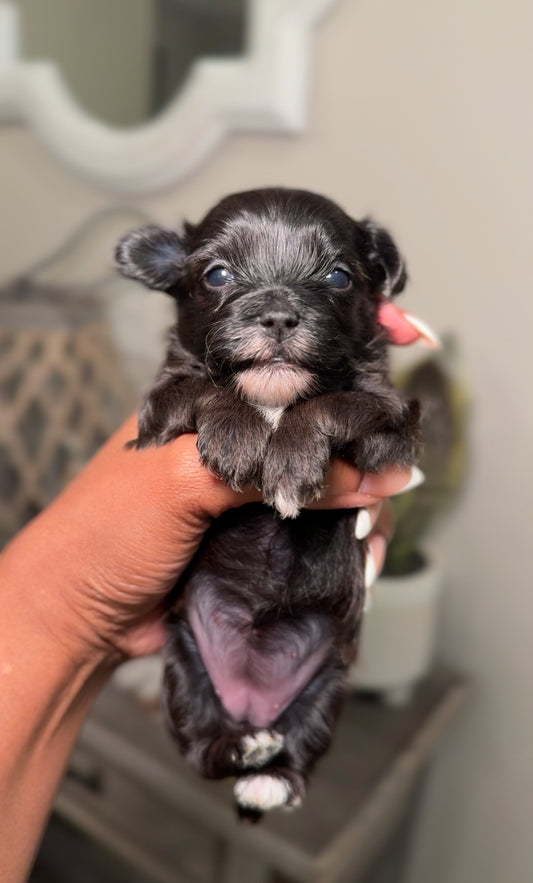 Blaze (Yorkiepoo)