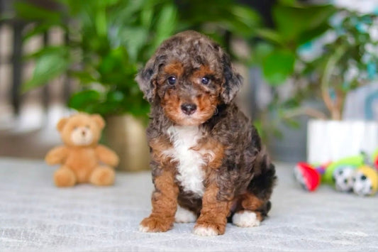 Bear (Male Cavapoo)