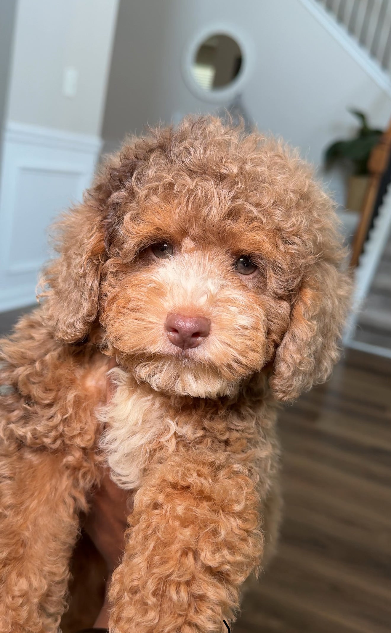 Gabe (Mini Poodle)