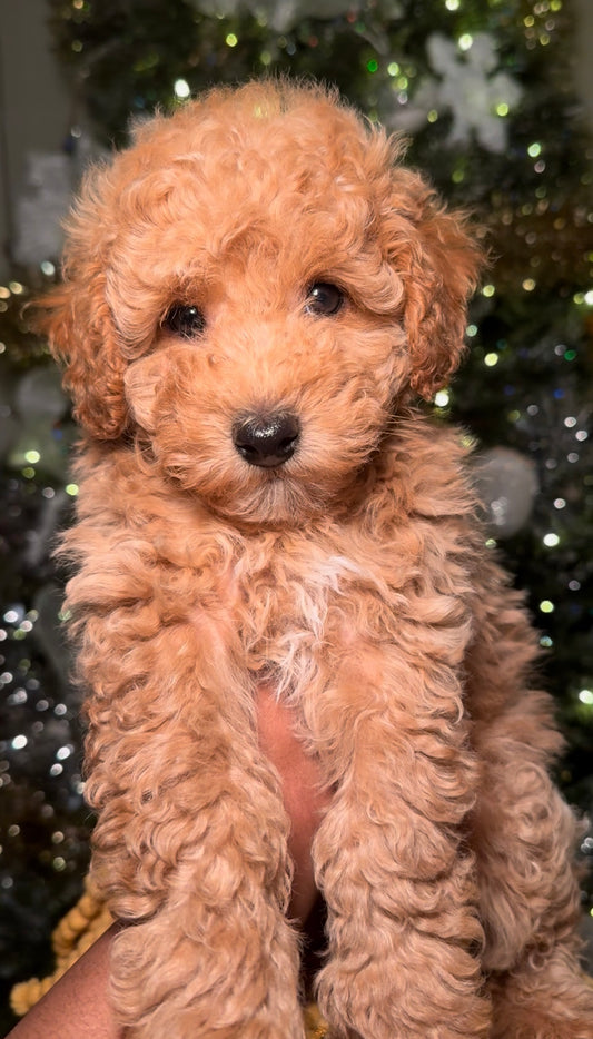 Bellamy (Male Mini Poodle)
