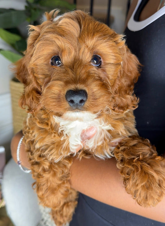 Jiggy(Cavapoo)