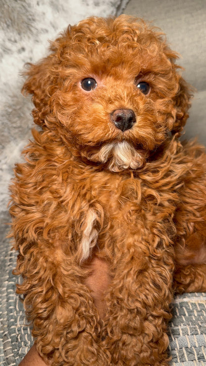 Reserve With A Deposit