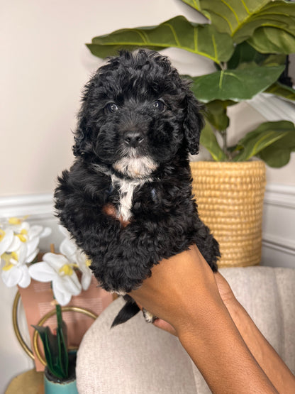 Milo (Shihpoo)