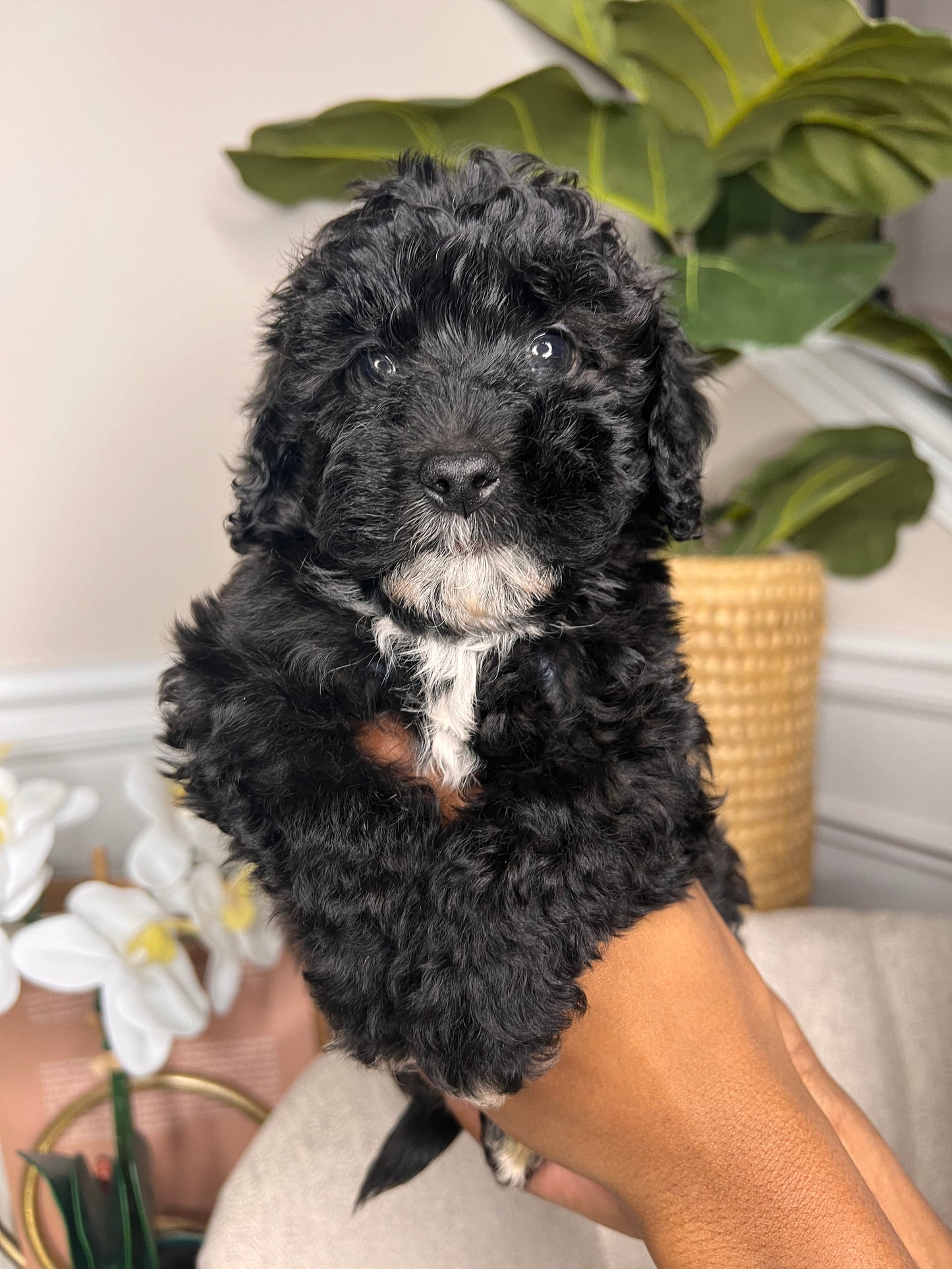 Milo (Shihpoo)