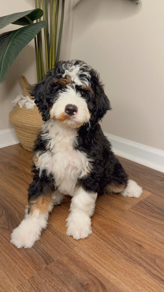 Champ (Mini Bernedoodle)